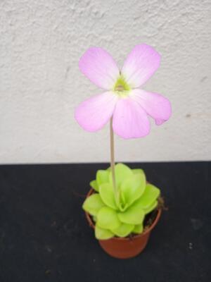 Pinguicula 'Guatemala' - 1