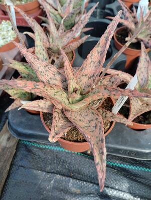 Aloe zebrina 'Pink Blush'