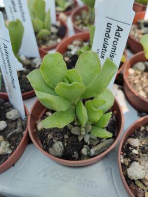 Adromischus undulatus