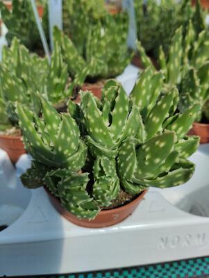 Aloe mitriformis 'Hard'