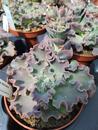 Echeveria shaviana (velká) - 1/2