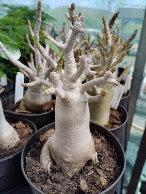 Adenium 'Baobab' - 1