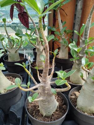 Adenium 'Thai Temple' - 1