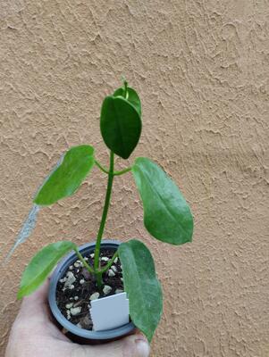 Hoya cv. 'Gold Star'