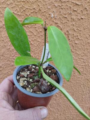 Hoya pubifera