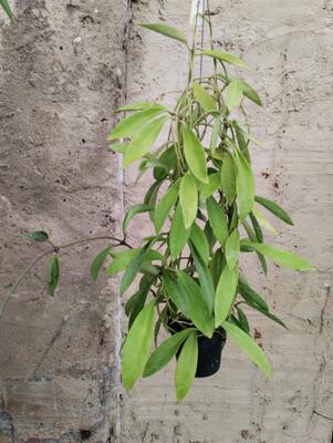 Hoya pubifera (velká rostlina)