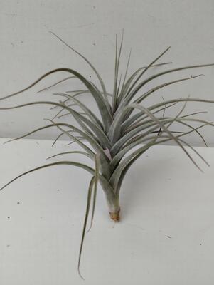 Tillandsia aeranthos - 1