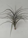 Tillandsia aeranthos - 1/2