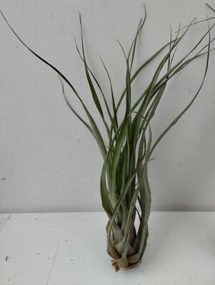 Tillandsia barclayana - 1