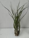 Tillandsia barclayana - 1/2