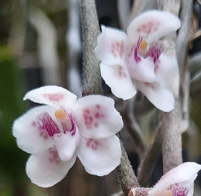 Chiloschista parishii 'Sakura' - 1