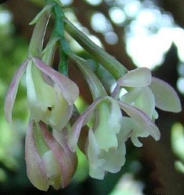 Epidendrum henschenii - 1