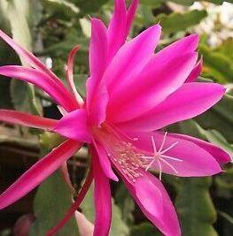 Epiphyllum 'Triumph von Utrecht'