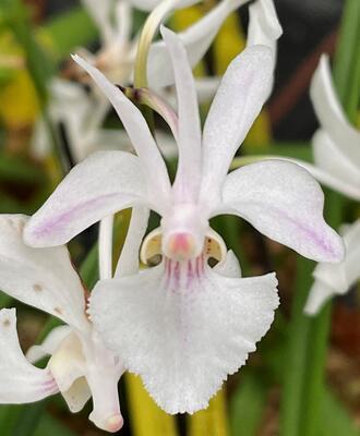 Holcoglossum 'Isabel Sander' - 1