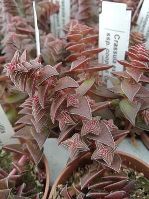 Crassula exillis - 1