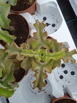 Kalanchoe beharensis 'Maltesian Cross' - 1