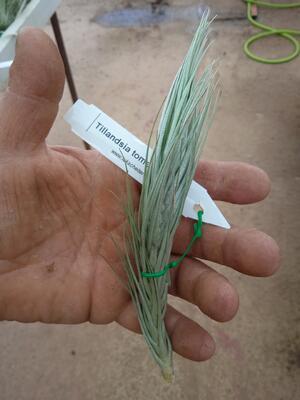 Tillandsia tomekii - 1