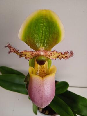 Kvetoucí orchidej - Paphiopedilum Pinocchio - 1