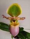 Kvetoucí orchidej - Paphiopedilum Pinocchio - 1/4