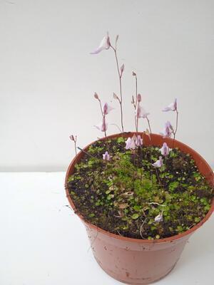 Utricularia sandersonii (bublinatka) - 1
