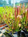 Sarracenia farnhamii (špirlice) - 1/2