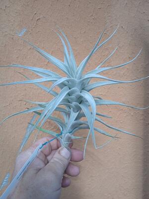 Tillandsia albida - 1