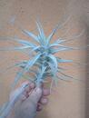 Tillandsia albida - 1/3