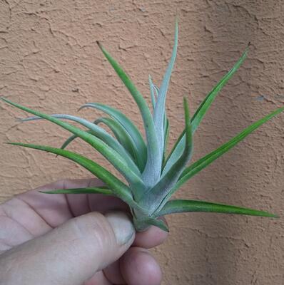 Tillandsia bermeojensis - 1