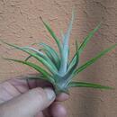 Tillandsia bermeojensis - 1/3