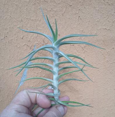 Tillandsia diaguitensis - 1