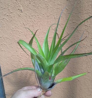 Tillandsia elongata - 1