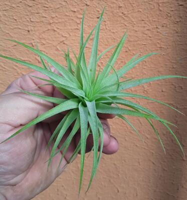 Tillandsia geminiflora - 1