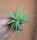 Tillandsia geminiflora - 1/2