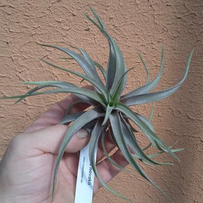 Tillandsia novakii - 1