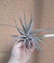 Tillandsia novakii - 1/2