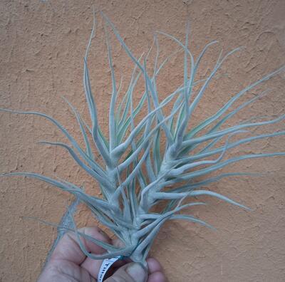 Tillandsia paleacea - 1