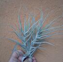 Tillandsia paleacea - 1/2