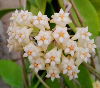 Hoya verticilata - 1