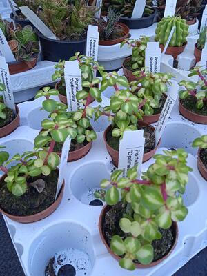 Portulacaria afra 'Optimedica'