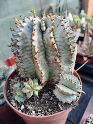 Euphorbia horrida 'alba' - 1