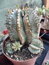 Euphorbia horrida 'alba' - 1/2