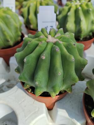 Ferocactus glaucescens f. inermis - 1