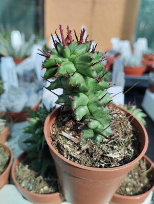 Euphorbia polygona 'cristata'