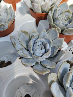 Echeveria 'Snowbunny' - 1