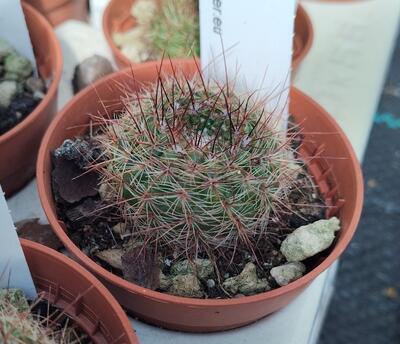 Notocactus schlosserii