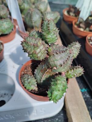 Euphorbia obesa 'monstruosa' - 1