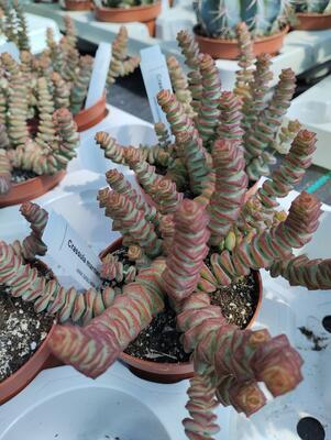 Crassula marnieriana - 1