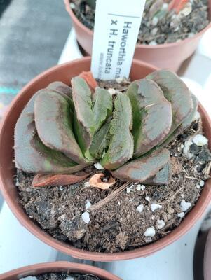 Haworthia maughanii x truncata - 1