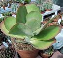 Kalanchoe thyrsiflora XL - 1/2