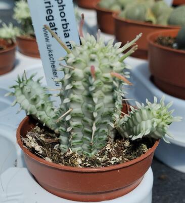 Euphorbia mammillaris 'variegata' - 1